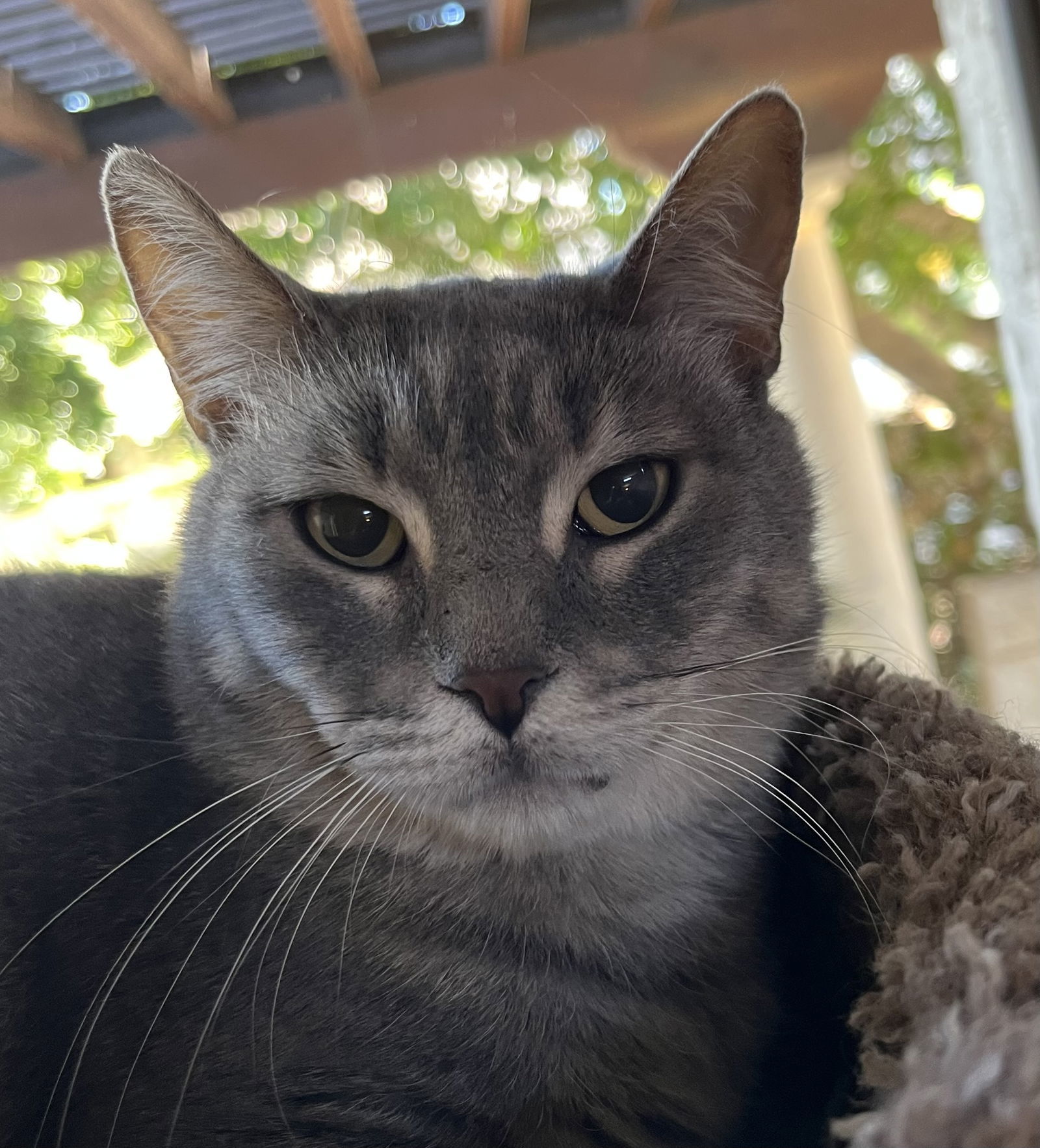 Tesoro Gattino, an adoptable Tabby, Domestic Short Hair in Chandler, AZ, 85249 | Photo Image 3