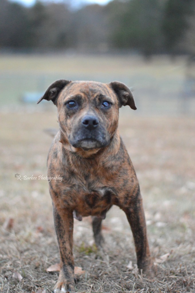 Molly - Adoptable, an adoptable Affenpinscher, Mixed Breed in Chickamauga , GA, 30707 | Photo Image 4
