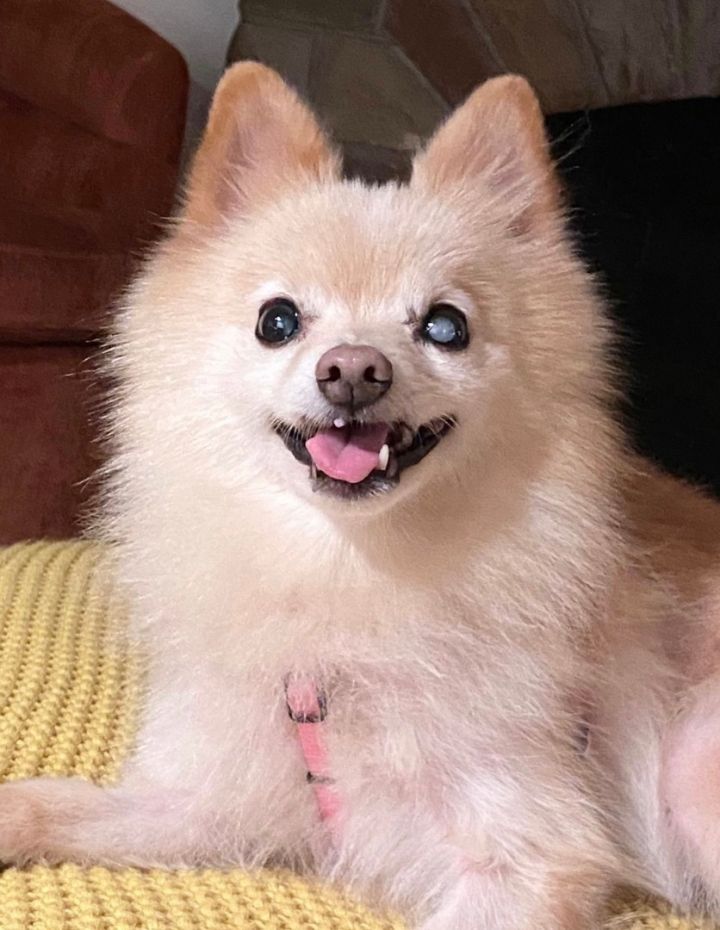 Senior 2024 pomeranian rescue