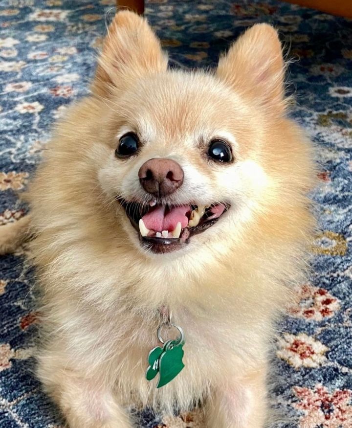 Alexa, an adoptable Pomeranian in Bradfordwoods, PA_image-1