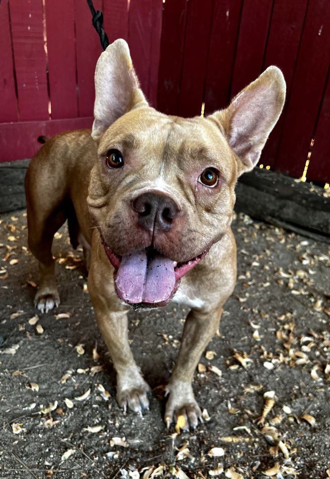 Dog for adoption Beatrice a French Bulldog American Bulldog