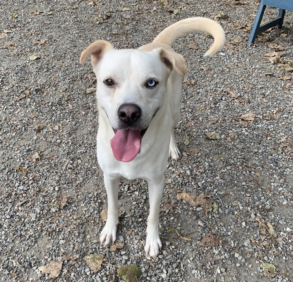 Dog for adoption Brock, a Husky & Labrador Retriever Mix in Elmsford