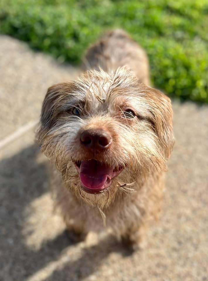 Mikey, an adoptable Border Terrier, Schnauzer in Dallas, TX, 75214 | Photo Image 1