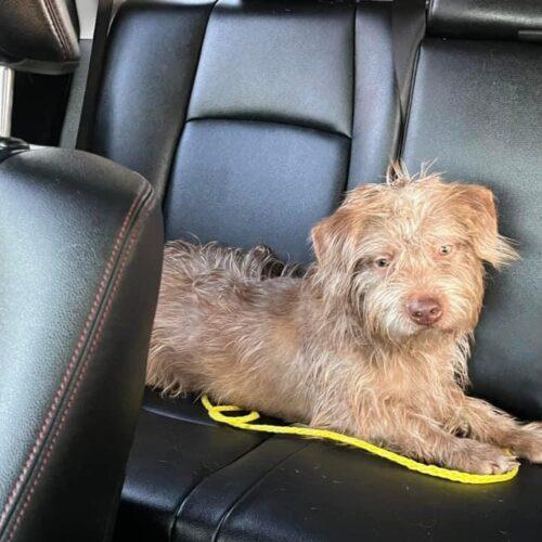 Mikey, an adoptable Border Terrier, Schnauzer in Dallas, TX, 75214 | Photo Image 2