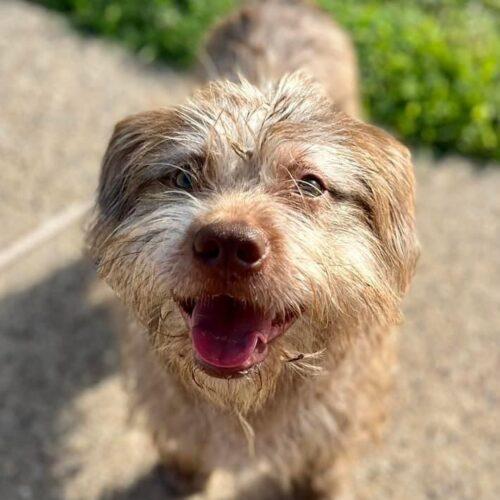 Mikey, an adoptable Border Terrier, Schnauzer in Dallas, TX, 75214 | Photo Image 3