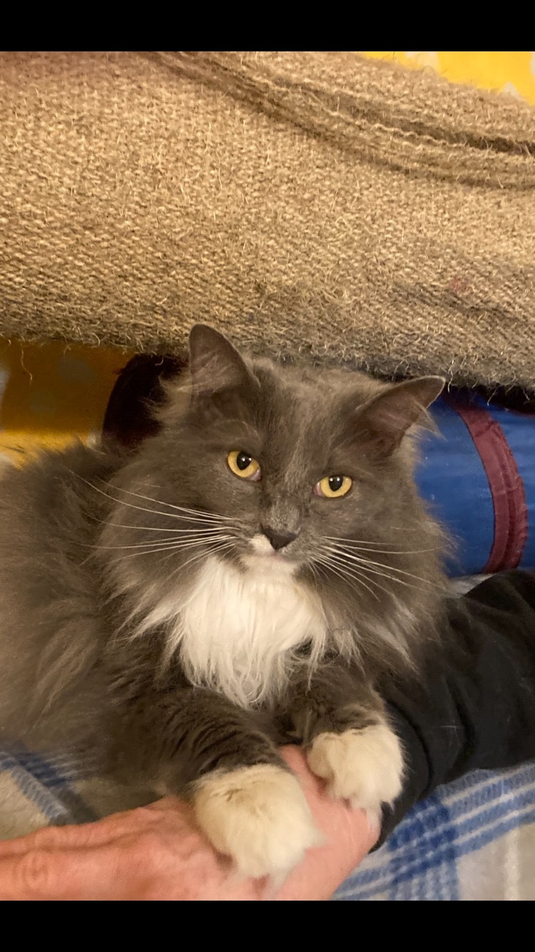 Cat for adoption - Snowflake, a Domestic Long Hair in Springfield, IL ...