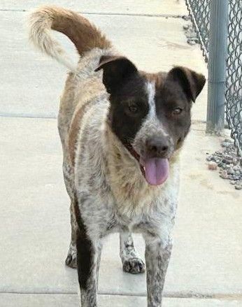 German shorthaired pointer and blue best sale heeler mix