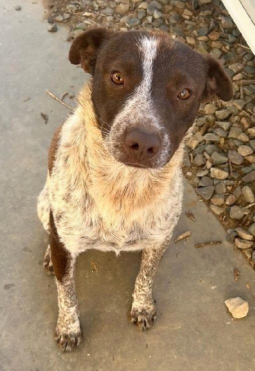 Pointer best sale heeler mix