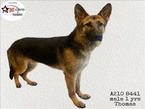 THOMAS German Shepherd Dog Dog
