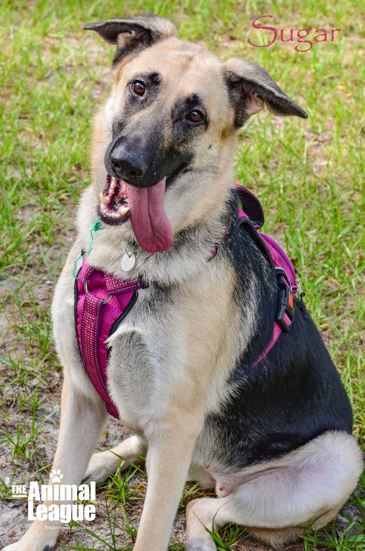 Sugar, an adoptable German Shepherd Dog Mix in Clermont, FL_image-4