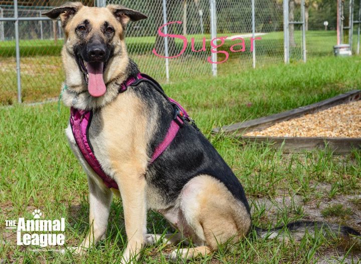 Sugar, an adoptable German Shepherd Dog Mix in Clermont, FL_image-1