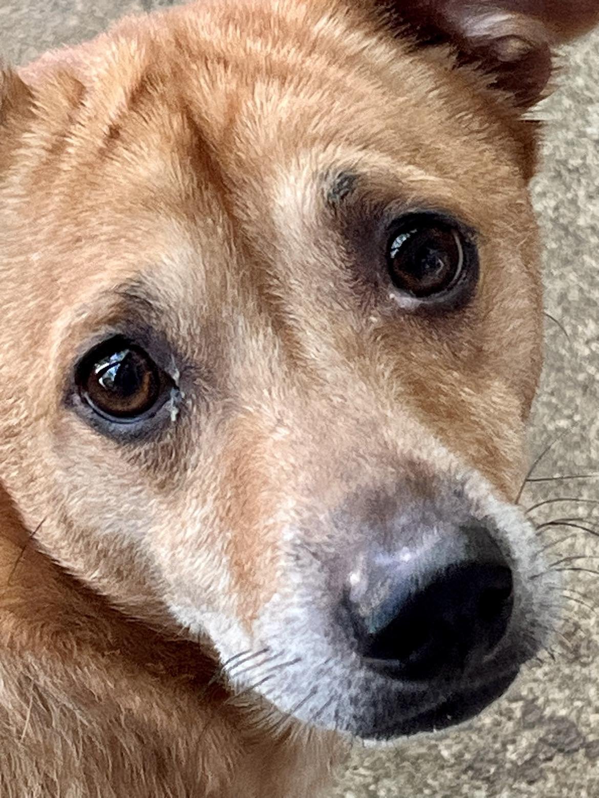 Jack C, an adoptable Corgi, Chihuahua in Holly Springs, NC, 27540 | Photo Image 2
