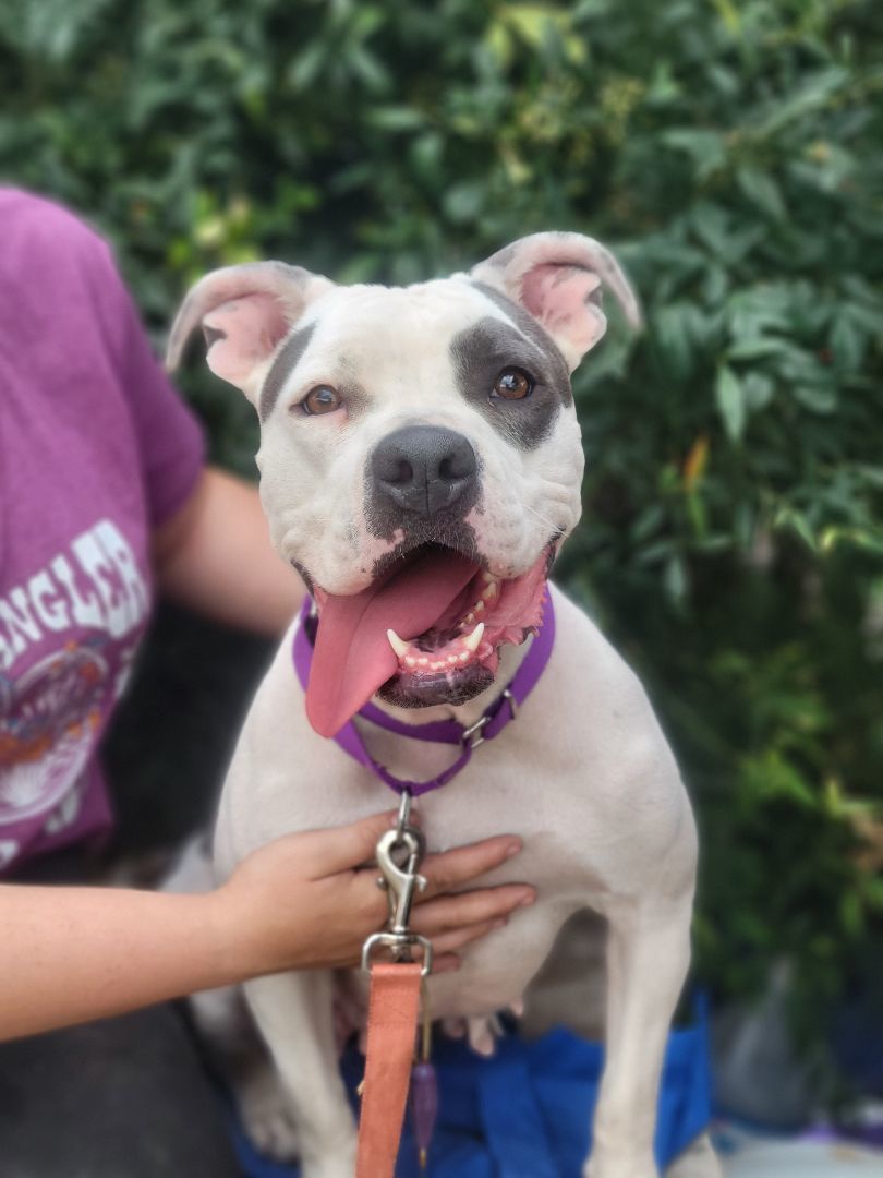 Dog for adoption 2.Bonnie, a Pit Bull Terrier Mix in Plainview, TX