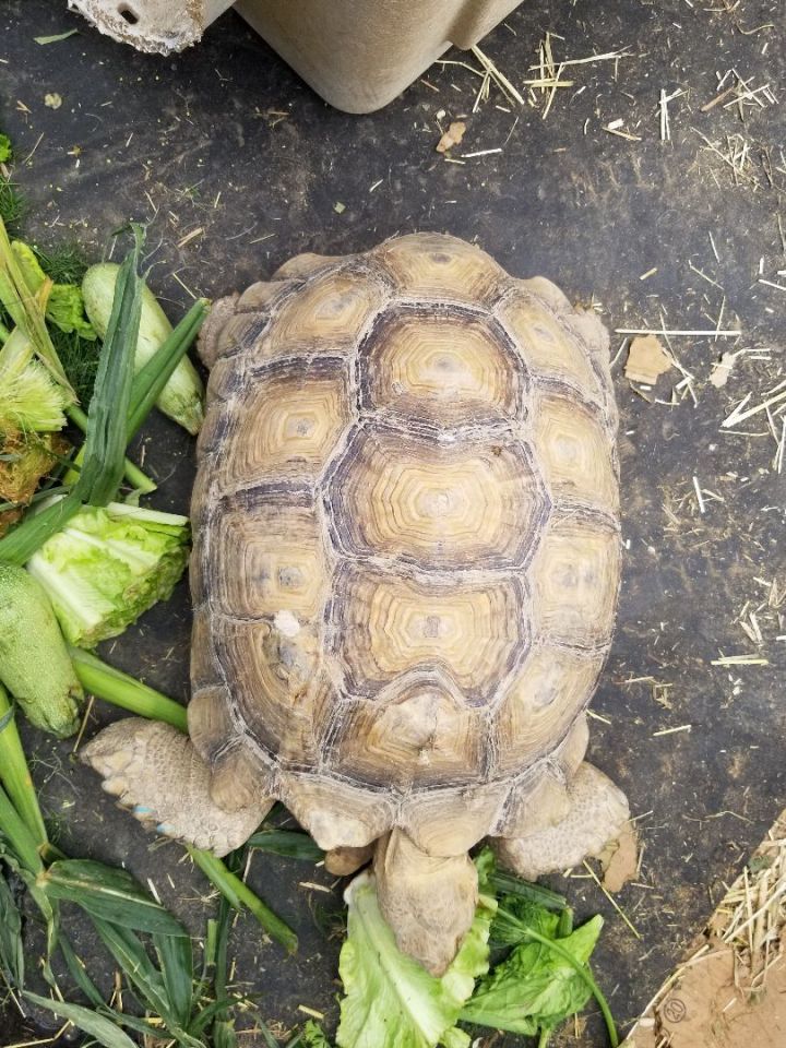 Petfinder tortoise hot sale