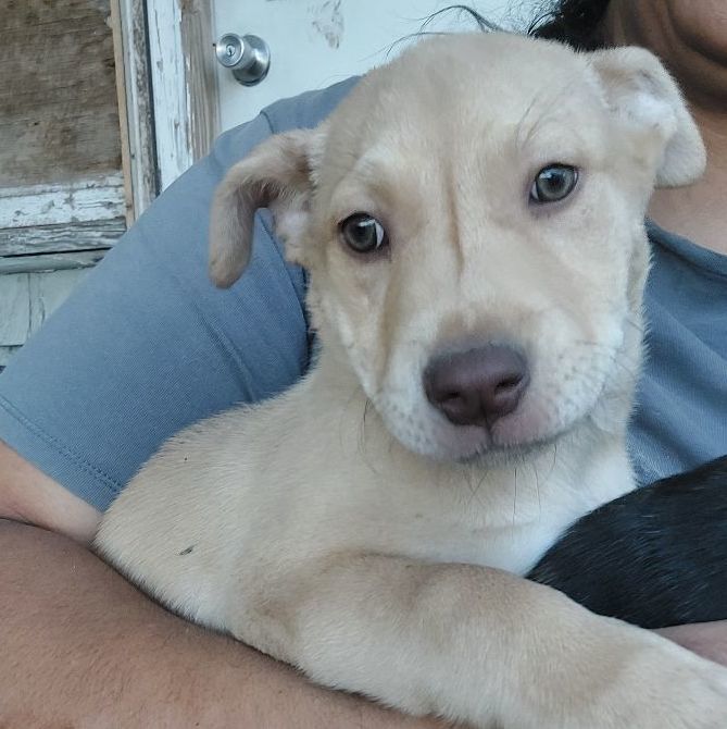 Dog for adoption Chevy Shop, a Mixed Breed in Plainview, TX Petfinder