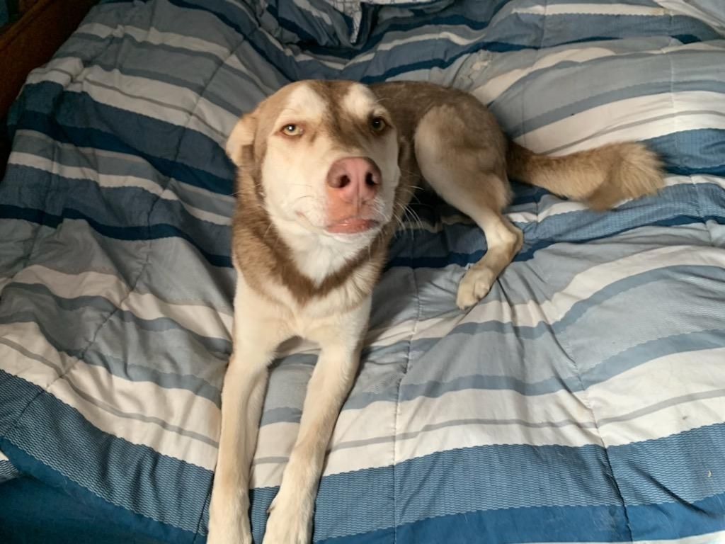 Dog for adoption 2. White fang, a Husky in Plainview, TX Petfinder