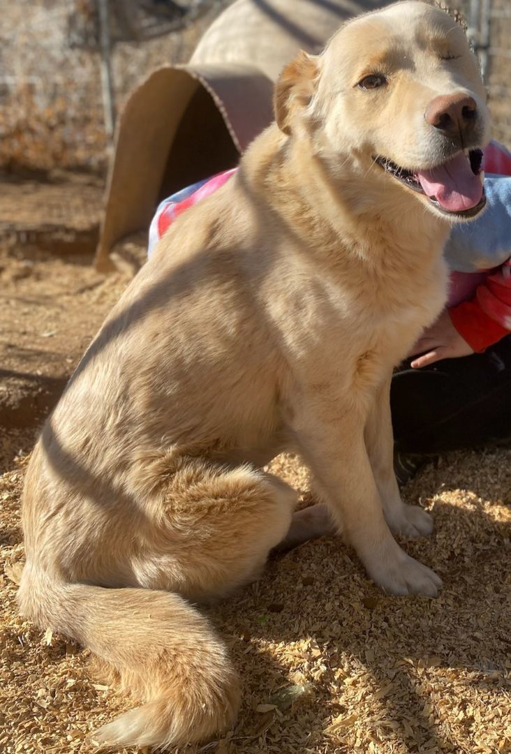 Dog for adoption 2. White boy, a Yellow Labrador Retriever Mix in