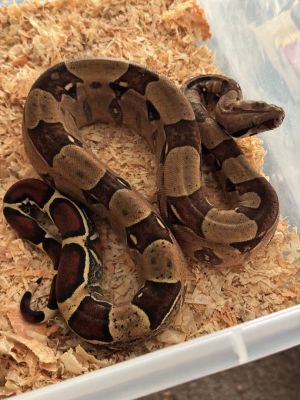 Snake adoption 2024 near me