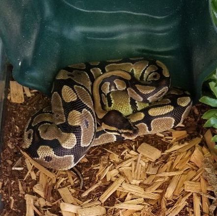 Snake for adoption - Monte, a Ball Python in Modesto, CA | Petfinder