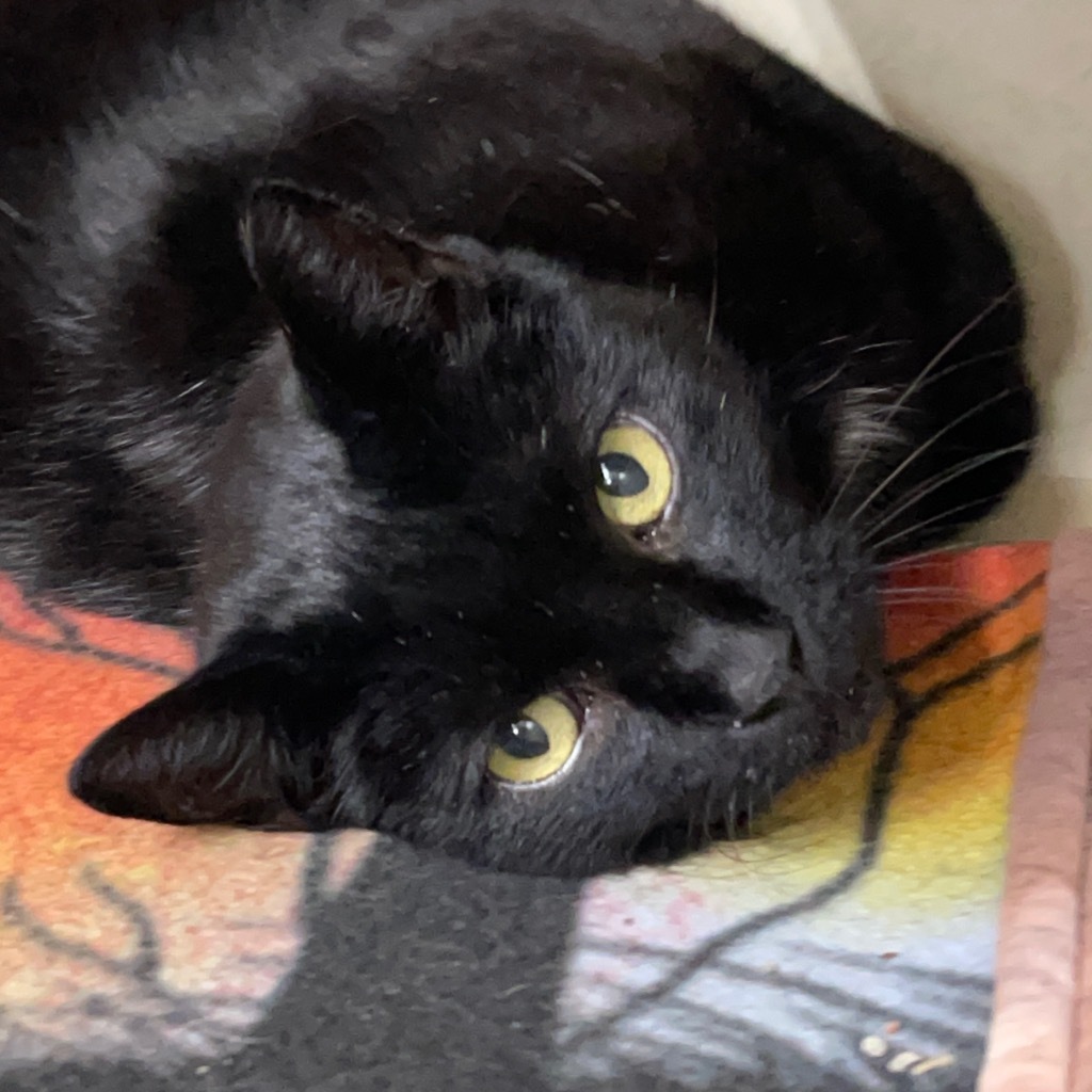 CARLOS (aka, Mouse)