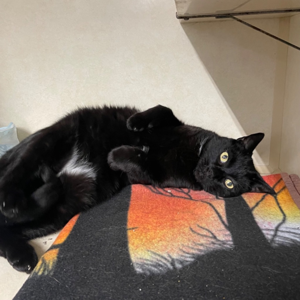 CARLOS (aka, Mouse)