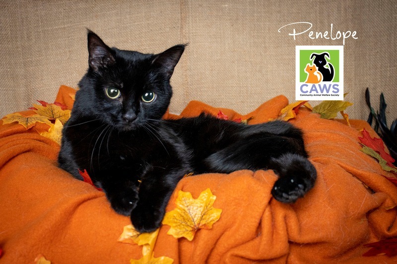 Penelope, an adoptable Domestic Short Hair in Salt Lake City, UT, 84117 | Photo Image 1