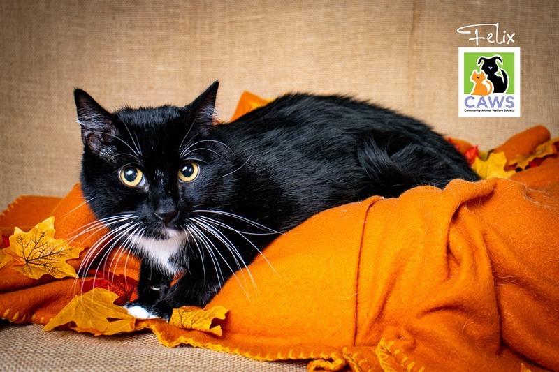 Felix, an adoptable Domestic Short Hair in Salt Lake City, UT, 84117 | Photo Image 1