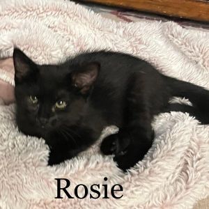 Rosie