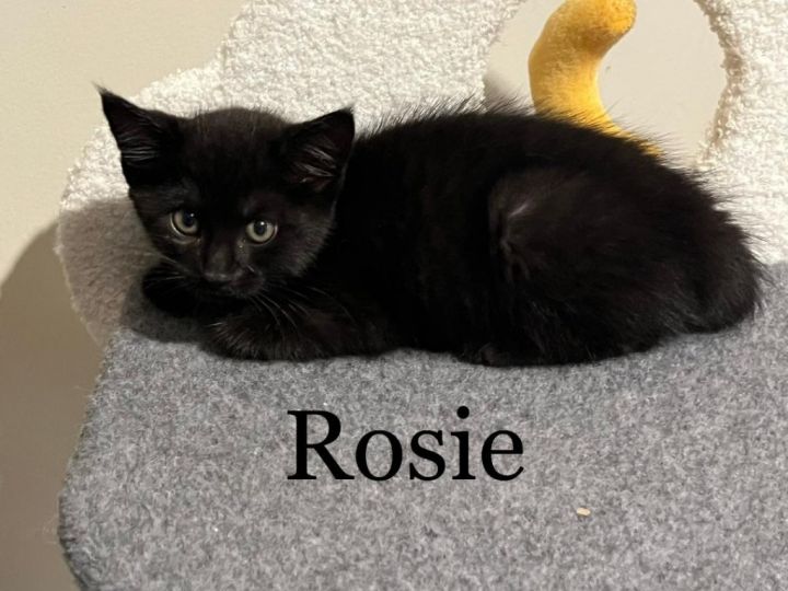 Rosie 3