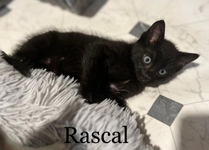 Rascal 4