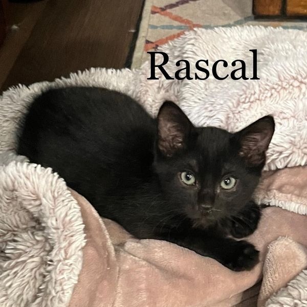 Rascal 5