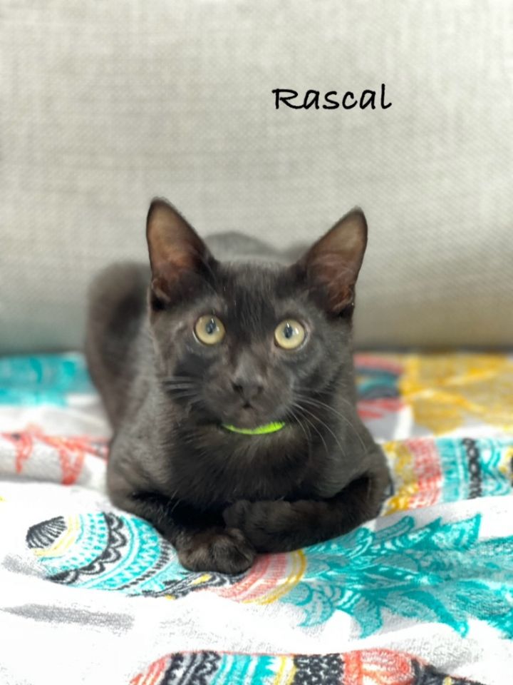 Rascal 6