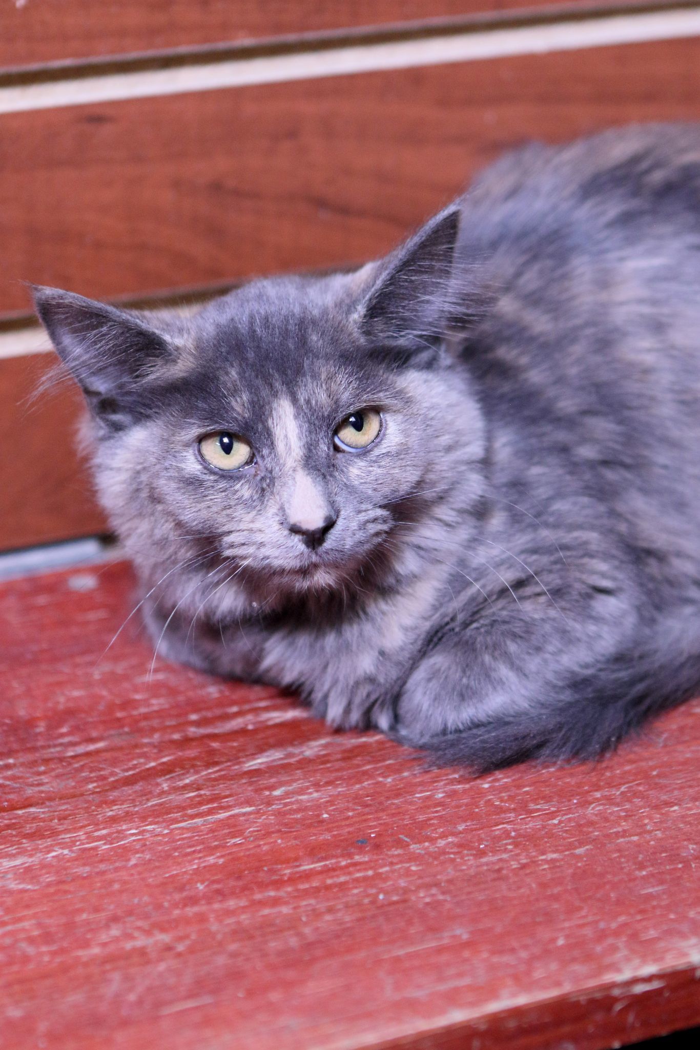 Myla, an adoptable Calico, Domestic Short Hair in Austin, MN, 55912 | Photo Image 2