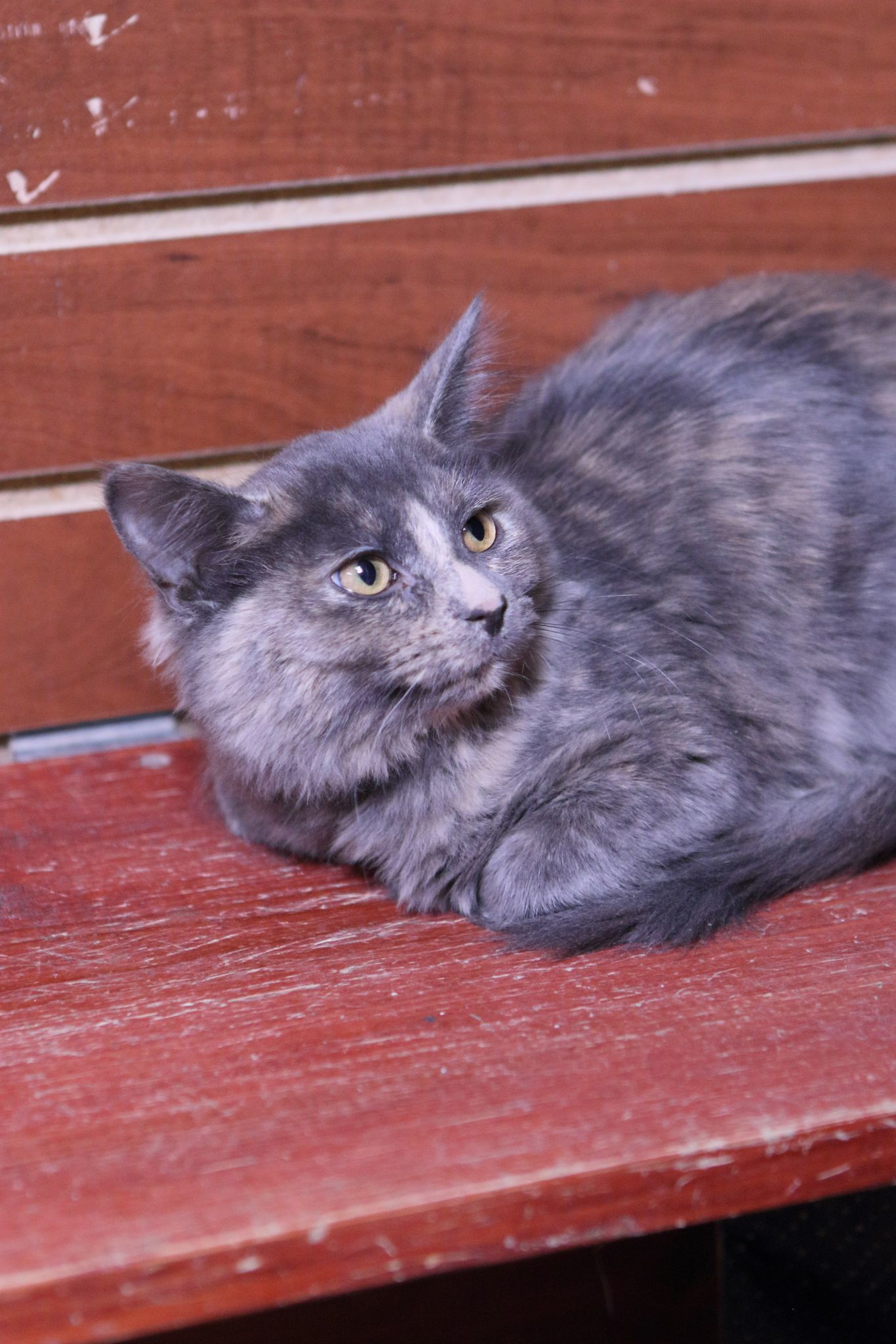 Myla, an adoptable Calico, Domestic Short Hair in Austin, MN, 55912 | Photo Image 3