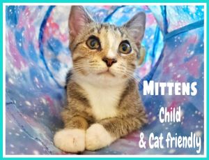 Mittens & Tiger (bonded) (FCID# 09/12/2023 - 43) C