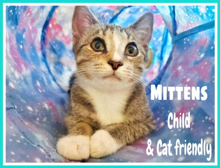 Mittens & Tiger (bonded) (FCID# 09/12/2023 - 43) C 1