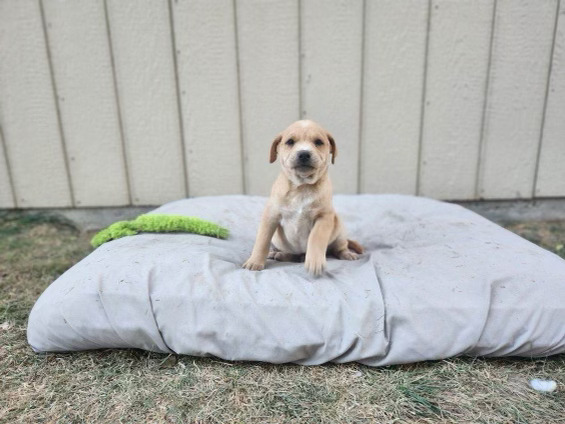 Dog for adoption - Bambino, a Labrador Retriever & Retriever Mix