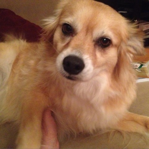 Ginger - MISSING, an adoptable Spitz in Lynchburg, VA, 24502 | Photo Image 1