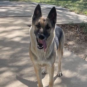 Adoptable Dogs – Journey Home German Shepherd Dog Rescue