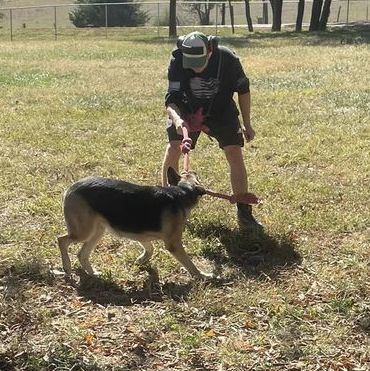 Tori, an adoptable German Shepherd Dog in Jefferson City, MO_image-3