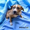 Maverick