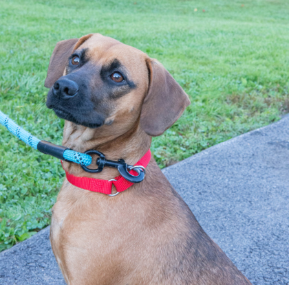 Dog for adoption - Tucker, a Mixed Breed in West Chester, PA