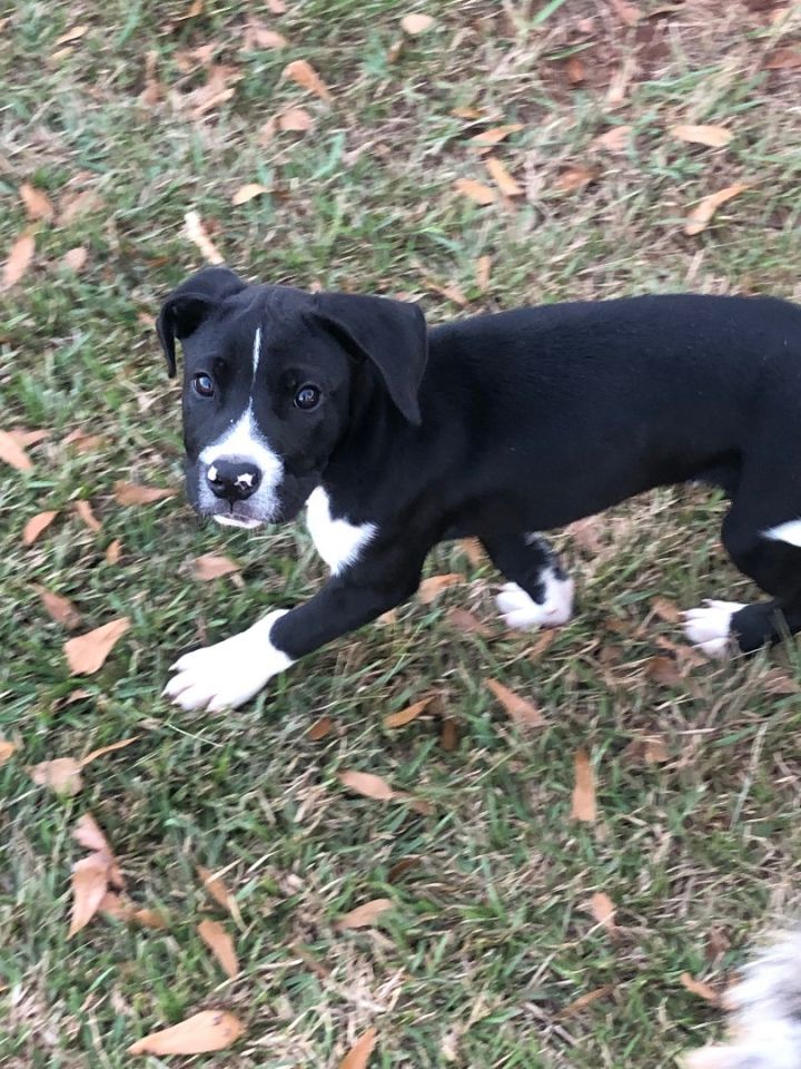 Colton, an adoptable Black Labrador Retriever & Pit Bull Terrier Mix in McDonough, GA_image-1