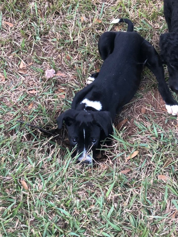 Colton, an adoptable Black Labrador Retriever & Pit Bull Terrier Mix in McDonough, GA_image-4