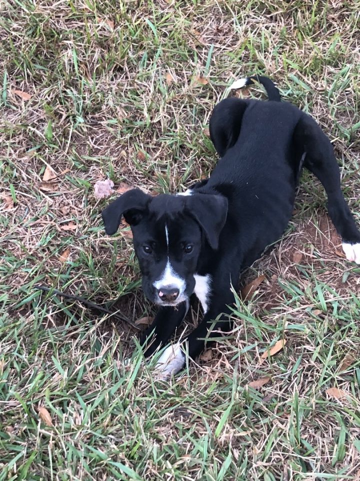 Colton, an adoptable Black Labrador Retriever & Pit Bull Terrier Mix in McDonough, GA_image-5