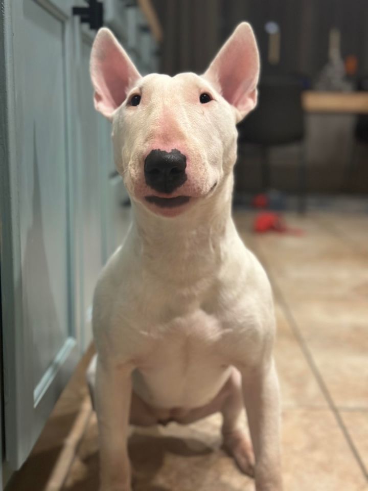 Adopt a store bull terrier rescue