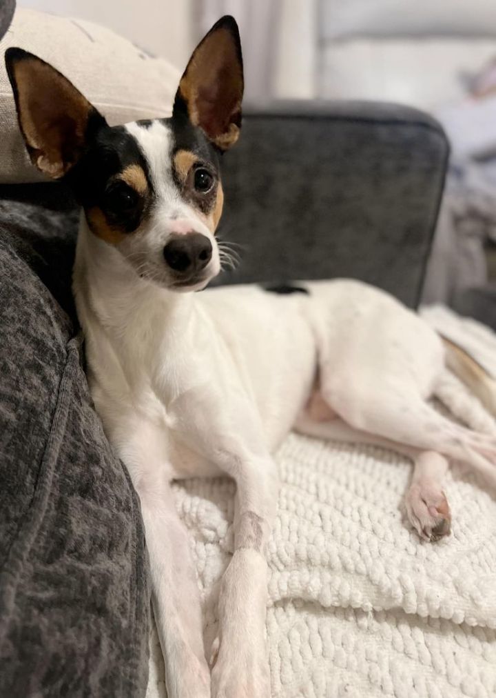 Madera rat terriers cheap