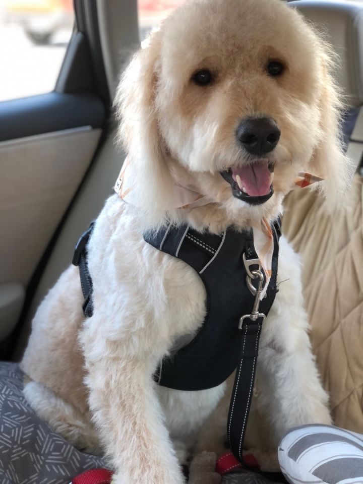 Petfinder goldendoodle 2024