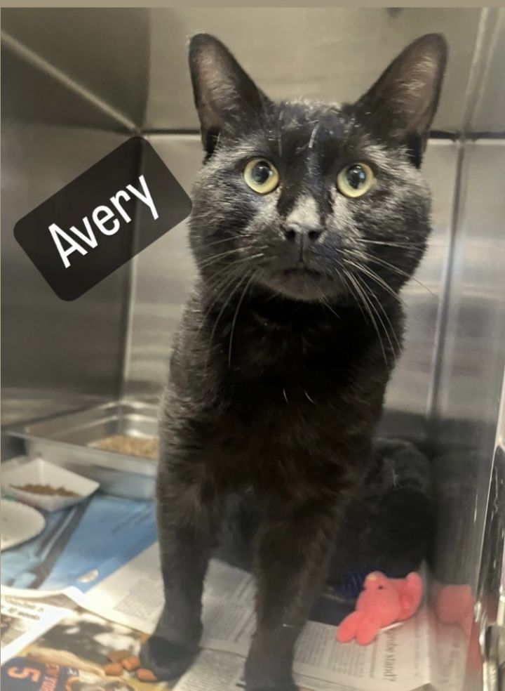 Avery, an adoptable Domestic Short Hair Mix in Bridgewater, NJ_image-1