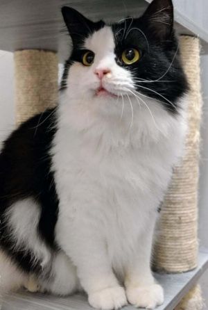 Humphrey, Adult Male Maine Coon